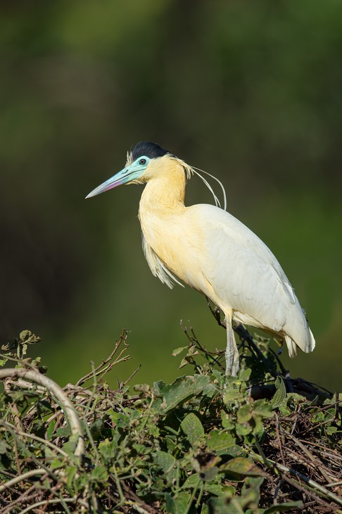 capped heron