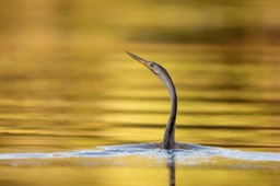 anhinga