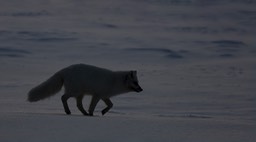 arctic fox