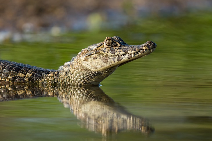 caiman