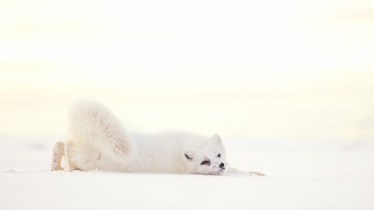 arctic fox