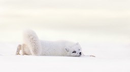 arctic fox