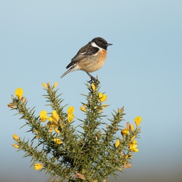 stonechat