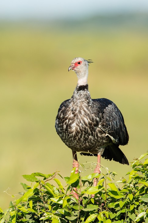 southern screamer