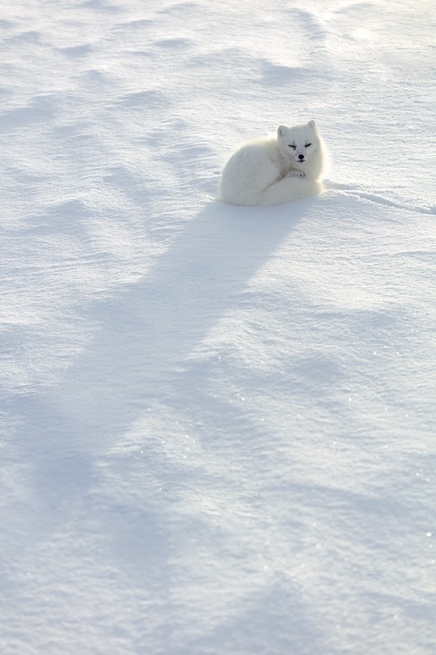 arctic fox