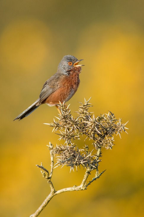 dartford warbler