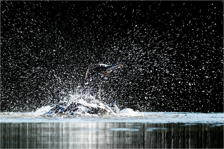 neotropic cormorant