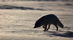 arctic fox