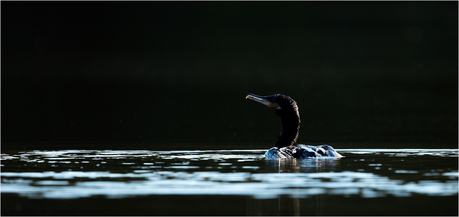 neotropic cormorant