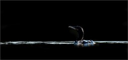 neotropic cormorant