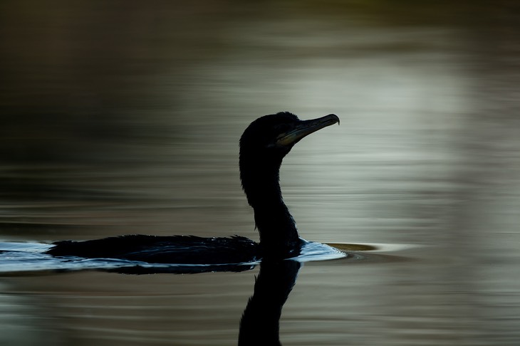 neotropic cormorant