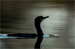 neotropic cormorant