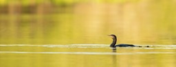 neotropic cormorant