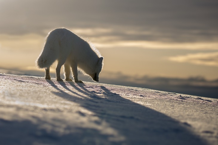 arctic fox