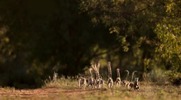 ring tailed lemur