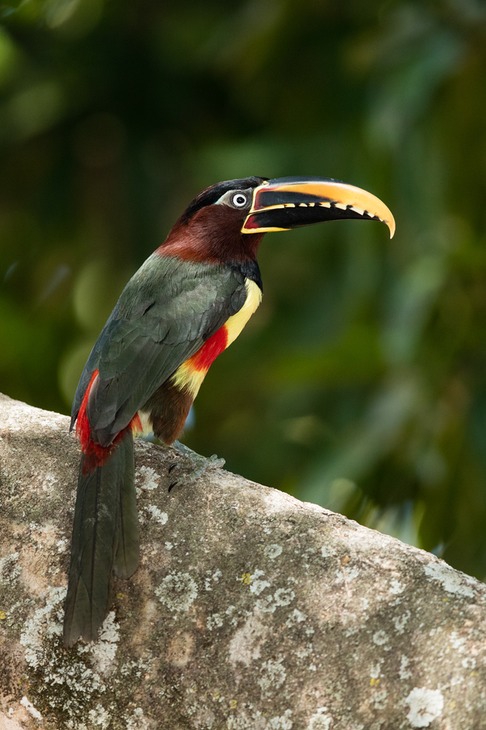 chestnut eared aracari