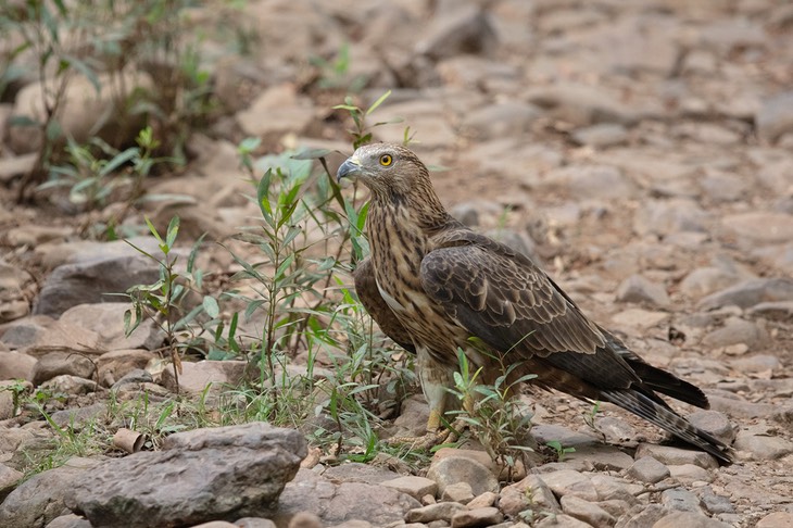 oriental honey buzzard - female