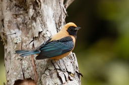 burnished buff tanager