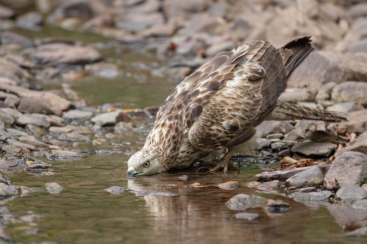 oriental honey buzzard - juvenile