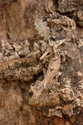 satanic leaf tailed gecko