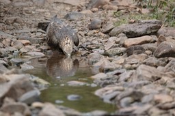 oriental honey buzzard - female