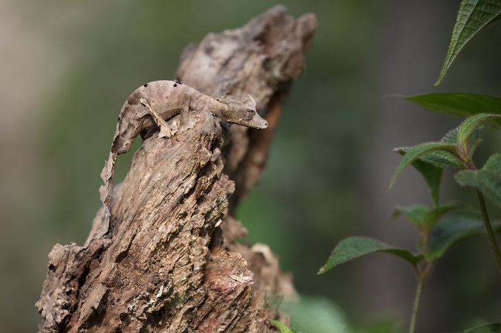 satanic leaf tailed gecko