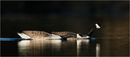 canada goose