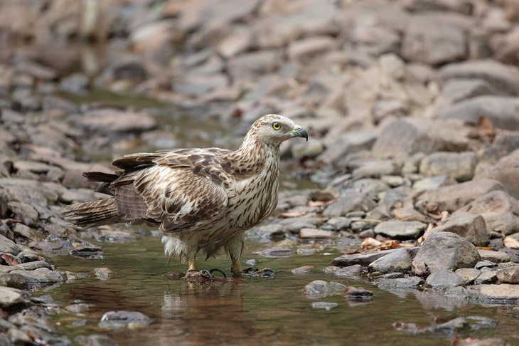 oriental honey buzzard - juvenile