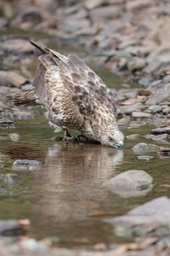 oriental honey buzzard - juvenile