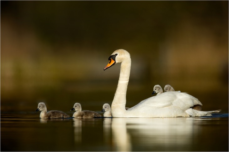 mute swan