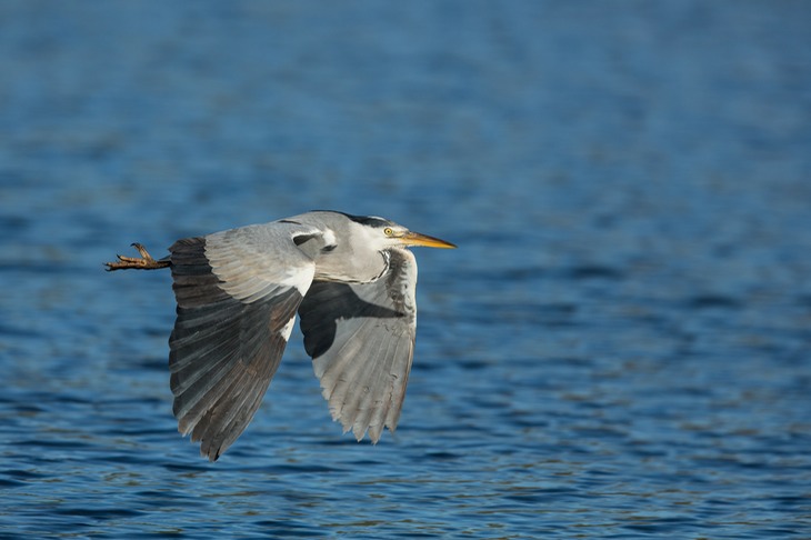 grey heron