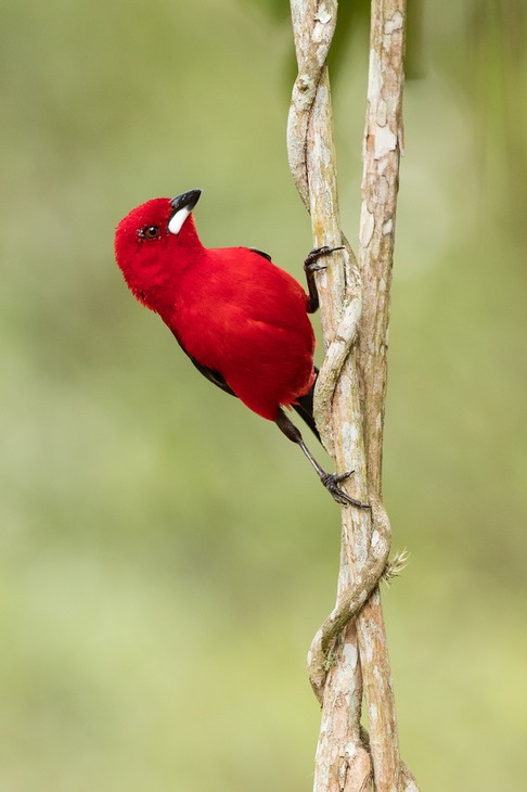 brazilian tanager