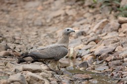 oriental honey buzzard - male