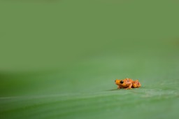 golden mantella**