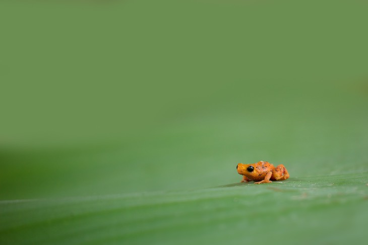 golden mantella**