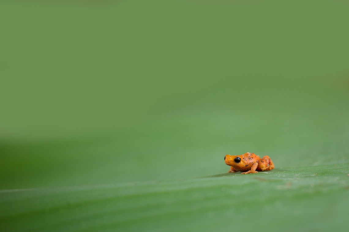 golden mantella**