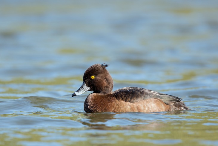 tufted duck