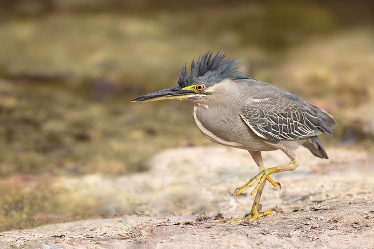 green heron