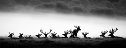 red deer