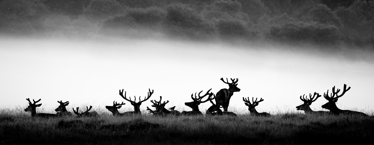 red deer