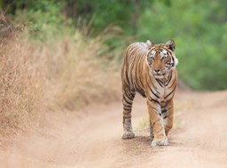 bengal tiger