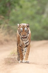 bengal tiger