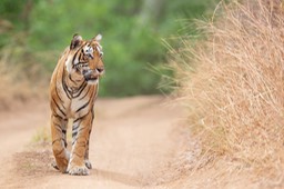 bengal tiger