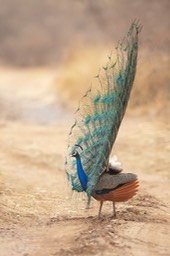 indian peafowl