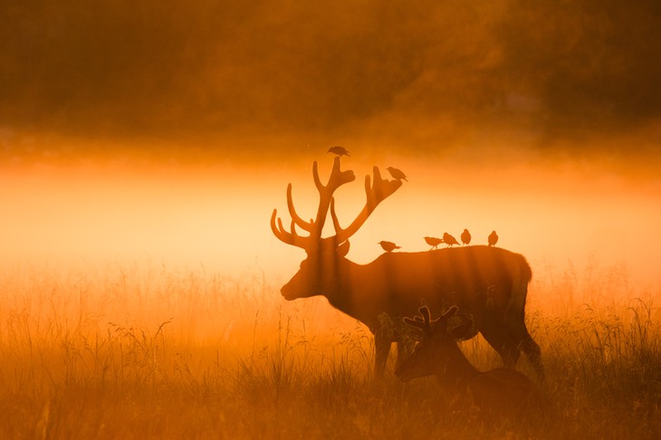 red deer