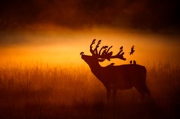 red deer