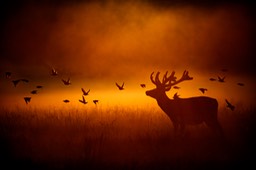 red deer