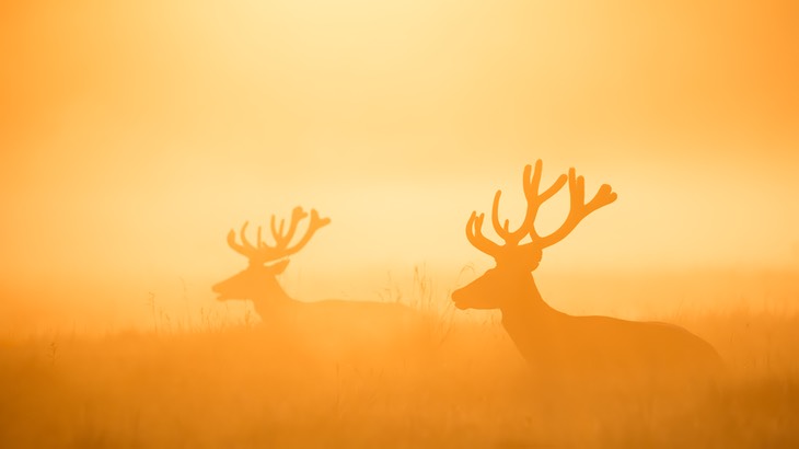 red deer