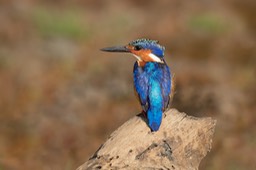 malagasy kingfisher