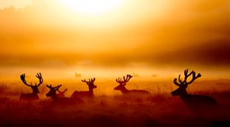 red deer